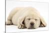 Sleeping Yellow Labrador Retriever Pup, 8 Weeks-Mark Taylor-Stretched Canvas