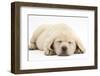 Sleeping Yellow Labrador Retriever Pup, 8 Weeks-Mark Taylor-Framed Premium Photographic Print