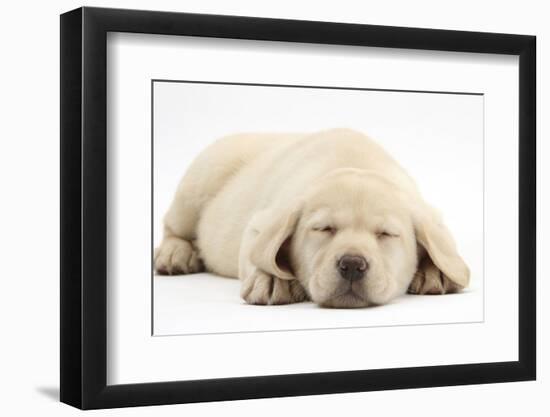 Sleeping Yellow Labrador Retriever Pup, 8 Weeks-Mark Taylor-Framed Premium Photographic Print