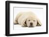 Sleeping Yellow Labrador Retriever Pup, 8 Weeks-Mark Taylor-Framed Premium Photographic Print