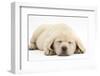 Sleeping Yellow Labrador Retriever Pup, 8 Weeks-Mark Taylor-Framed Premium Photographic Print