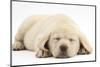 Sleeping Yellow Labrador Retriever Pup, 8 Weeks-Mark Taylor-Mounted Premium Photographic Print