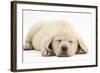 Sleeping Yellow Labrador Retriever Pup, 8 Weeks-Mark Taylor-Framed Photographic Print