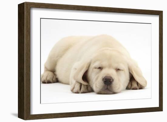 Sleeping Yellow Labrador Retriever Pup, 8 Weeks-Mark Taylor-Framed Photographic Print