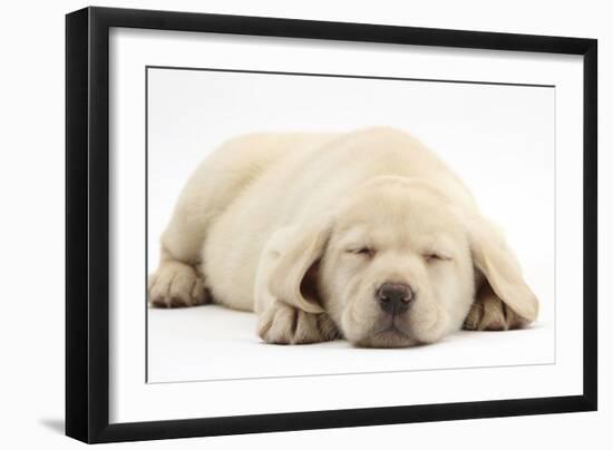 Sleeping Yellow Labrador Retriever Pup, 8 Weeks-Mark Taylor-Framed Photographic Print