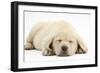 Sleeping Yellow Labrador Retriever Pup, 8 Weeks-Mark Taylor-Framed Photographic Print