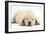 Sleeping Yellow Labrador Retriever Pup, 8 Weeks-Mark Taylor-Framed Photographic Print