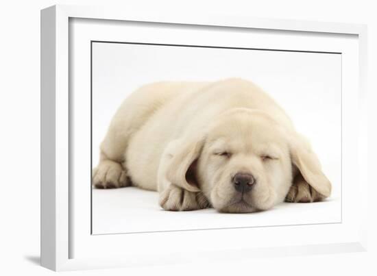 Sleeping Yellow Labrador Retriever Pup, 8 Weeks-Mark Taylor-Framed Photographic Print