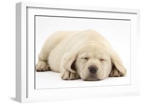 Sleeping Yellow Labrador Retriever Pup, 8 Weeks-Mark Taylor-Framed Photographic Print