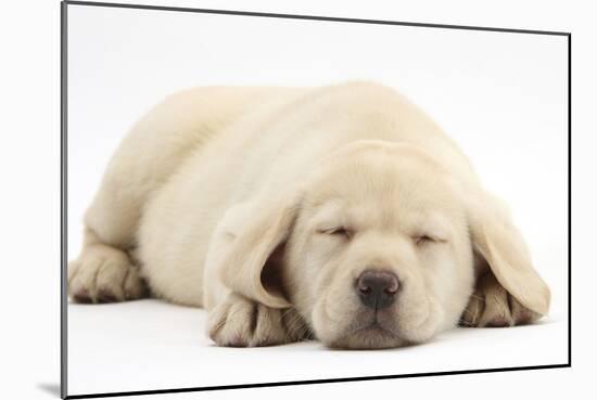 Sleeping Yellow Labrador Retriever Pup, 8 Weeks-Mark Taylor-Mounted Photographic Print