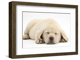 Sleeping Yellow Labrador Retriever Pup, 8 Weeks-Mark Taylor-Framed Photographic Print