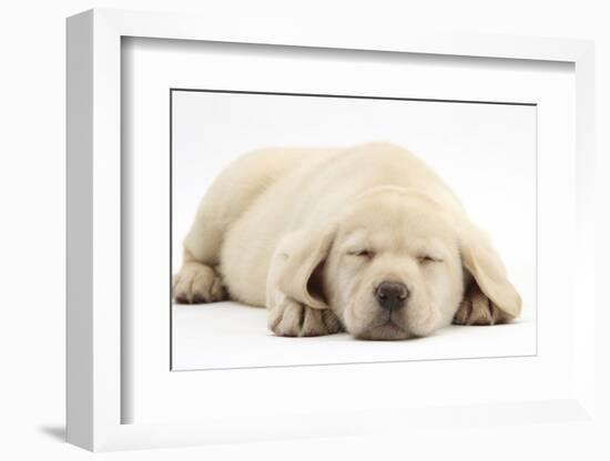 Sleeping Yellow Labrador Retriever Pup, 8 Weeks-Mark Taylor-Framed Photographic Print