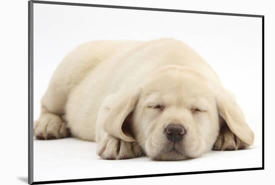 Sleeping Yellow Labrador Retriever Pup, 8 Weeks-Mark Taylor-Mounted Photographic Print