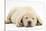 Sleeping Yellow Labrador Retriever Pup, 8 Weeks-Mark Taylor-Stretched Canvas