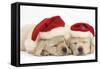 Sleeping Yellow Labrador Retriever Puppies, 8 Weeks, Wearing Father Christmas Hats-Mark Taylor-Framed Stretched Canvas