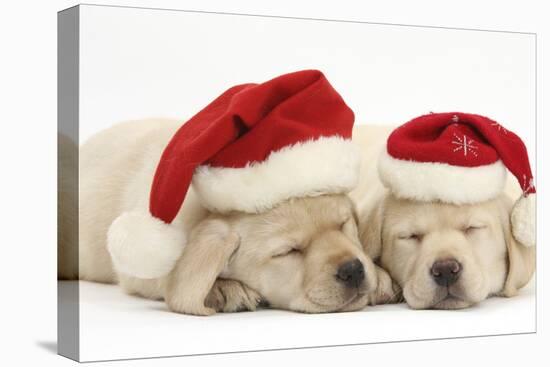 Sleeping Yellow Labrador Retriever Puppies, 8 Weeks, Wearing Father Christmas Hats-Mark Taylor-Stretched Canvas