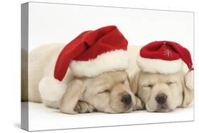 Sleeping Yellow Labrador Retriever Puppies, 8 Weeks, Wearing Father Christmas Hats-Mark Taylor-Stretched Canvas