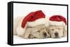 Sleeping Yellow Labrador Retriever Puppies, 8 Weeks, Wearing Father Christmas Hats-Mark Taylor-Framed Stretched Canvas