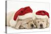 Sleeping Yellow Labrador Retriever Puppies, 8 Weeks, Wearing Father Christmas Hats-Mark Taylor-Stretched Canvas