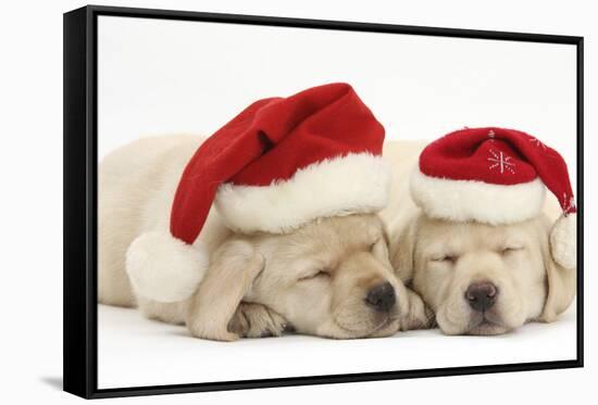 Sleeping Yellow Labrador Retriever Puppies, 8 Weeks, Wearing Father Christmas Hats-Mark Taylor-Framed Stretched Canvas
