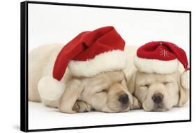 Sleeping Yellow Labrador Retriever Puppies, 8 Weeks, Wearing Father Christmas Hats-Mark Taylor-Framed Stretched Canvas