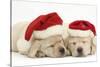 Sleeping Yellow Labrador Retriever Puppies, 8 Weeks, Wearing Father Christmas Hats-Mark Taylor-Stretched Canvas