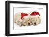 Sleeping Yellow Labrador Retriever Puppies, 8 Weeks, Wearing Father Christmas Hats-Mark Taylor-Framed Photographic Print