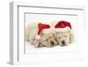 Sleeping Yellow Labrador Retriever Puppies, 8 Weeks, Wearing Father Christmas Hats-Mark Taylor-Framed Photographic Print