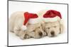 Sleeping Yellow Labrador Retriever Puppies, 8 Weeks, Wearing Father Christmas Hats-Mark Taylor-Mounted Photographic Print