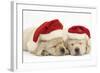 Sleeping Yellow Labrador Retriever Puppies, 8 Weeks, Wearing Father Christmas Hats-Mark Taylor-Framed Photographic Print