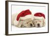 Sleeping Yellow Labrador Retriever Puppies, 8 Weeks, Wearing Father Christmas Hats-Mark Taylor-Framed Photographic Print