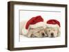 Sleeping Yellow Labrador Retriever Puppies, 8 Weeks, Wearing Father Christmas Hats-Mark Taylor-Framed Photographic Print