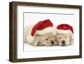 Sleeping Yellow Labrador Retriever Puppies, 8 Weeks, Wearing Father Christmas Hats-Mark Taylor-Framed Photographic Print