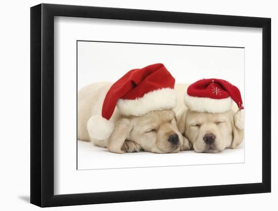 Sleeping Yellow Labrador Retriever Puppies, 8 Weeks, Wearing Father Christmas Hats-Mark Taylor-Framed Photographic Print