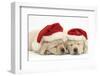 Sleeping Yellow Labrador Retriever Puppies, 8 Weeks, Wearing Father Christmas Hats-Mark Taylor-Framed Photographic Print