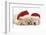 Sleeping Yellow Labrador Retriever Puppies, 8 Weeks, Wearing Father Christmas Hats-Mark Taylor-Framed Photographic Print