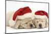 Sleeping Yellow Labrador Retriever Puppies, 8 Weeks, Wearing Father Christmas Hats-Mark Taylor-Mounted Photographic Print