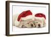 Sleeping Yellow Labrador Retriever Puppies, 8 Weeks, Wearing Father Christmas Hats-Mark Taylor-Framed Photographic Print