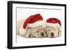 Sleeping Yellow Labrador Retriever Puppies, 8 Weeks, Wearing Father Christmas Hats-Mark Taylor-Framed Photographic Print