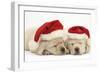 Sleeping Yellow Labrador Retriever Puppies, 8 Weeks, Wearing Father Christmas Hats-Mark Taylor-Framed Photographic Print