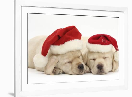 Sleeping Yellow Labrador Retriever Puppies, 8 Weeks, Wearing Father Christmas Hats-Mark Taylor-Framed Photographic Print