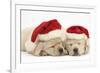 Sleeping Yellow Labrador Retriever Puppies, 8 Weeks, Wearing Father Christmas Hats-Mark Taylor-Framed Photographic Print