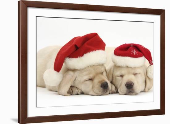 Sleeping Yellow Labrador Retriever Puppies, 8 Weeks, Wearing Father Christmas Hats-Mark Taylor-Framed Photographic Print