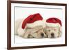 Sleeping Yellow Labrador Retriever Puppies, 8 Weeks, Wearing Father Christmas Hats-Mark Taylor-Framed Photographic Print