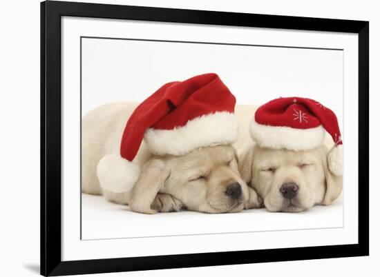 Sleeping Yellow Labrador Retriever Puppies, 8 Weeks, Wearing Father Christmas Hats-Mark Taylor-Framed Photographic Print