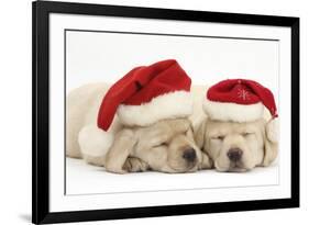 Sleeping Yellow Labrador Retriever Puppies, 8 Weeks, Wearing Father Christmas Hats-Mark Taylor-Framed Photographic Print