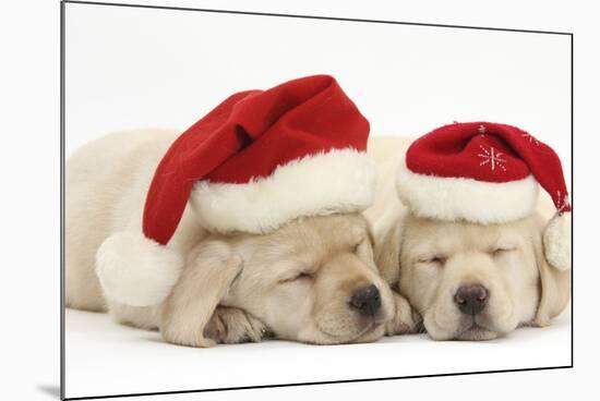 Sleeping Yellow Labrador Retriever Puppies, 8 Weeks, Wearing Father Christmas Hats-Mark Taylor-Mounted Photographic Print