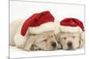 Sleeping Yellow Labrador Retriever Puppies, 8 Weeks, Wearing Father Christmas Hats-Mark Taylor-Mounted Photographic Print