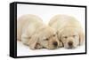 Sleeping Yellow Labrador Retriever Puppies, 8 Weeks-Mark Taylor-Framed Stretched Canvas