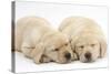 Sleeping Yellow Labrador Retriever Puppies, 8 Weeks-Mark Taylor-Stretched Canvas